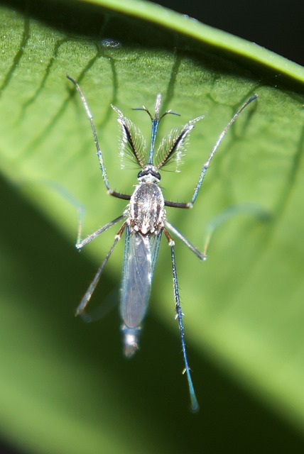 아기 모기 알러지증상(스키터증후군) 및 두드러기 챔프 알러논