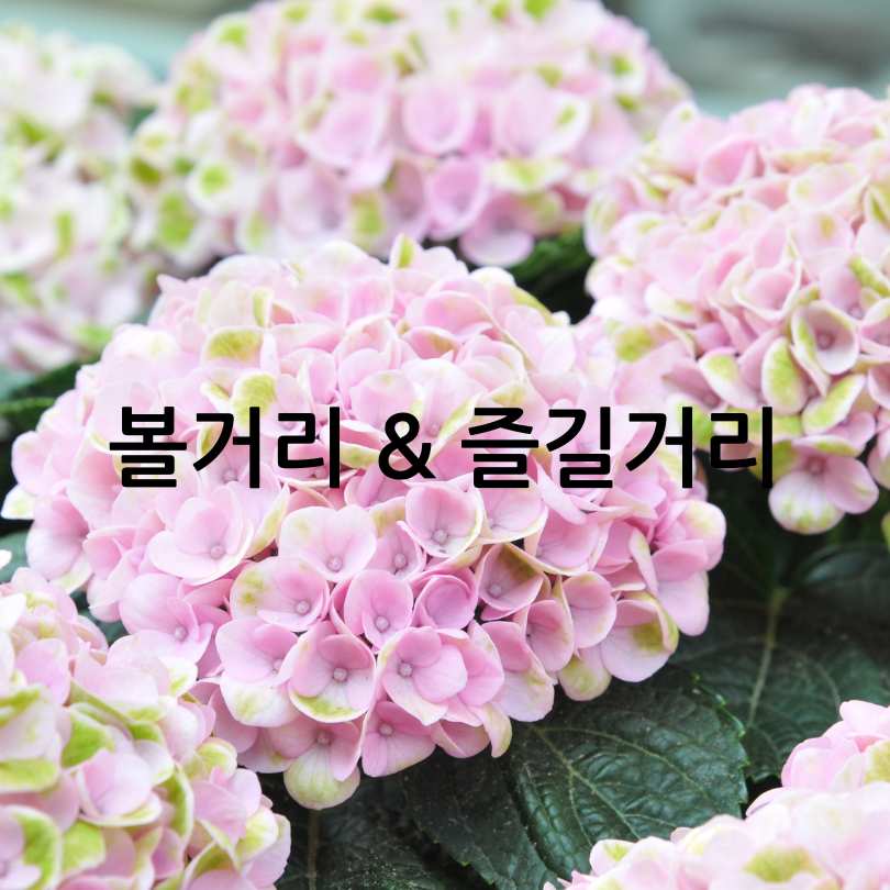 2025 유구색동수국정원꽃축제