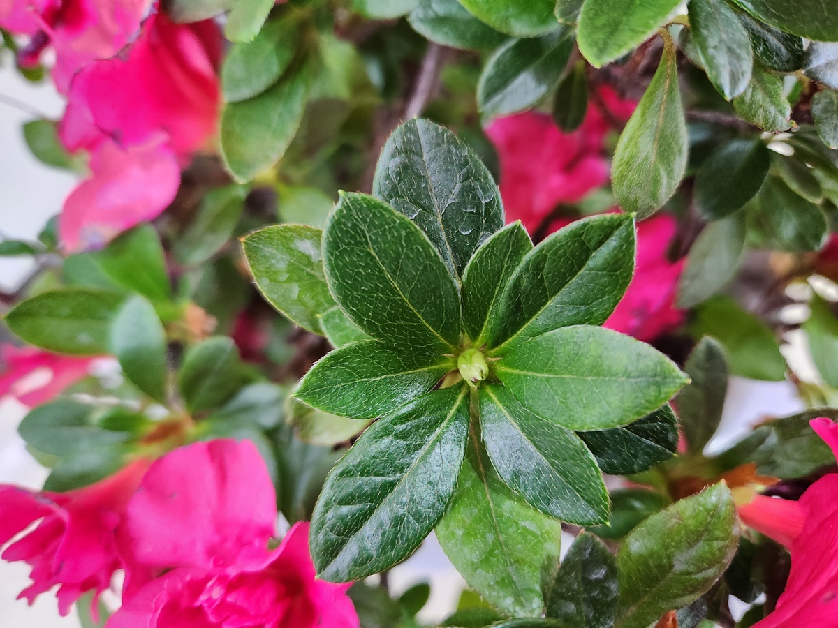 아젤리아(서양철쭉)