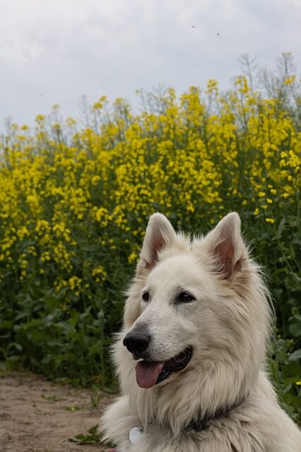 구리 유채꽃 축제 일정 가는길 주차정보