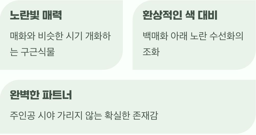 봄의 전령사, 수선화
