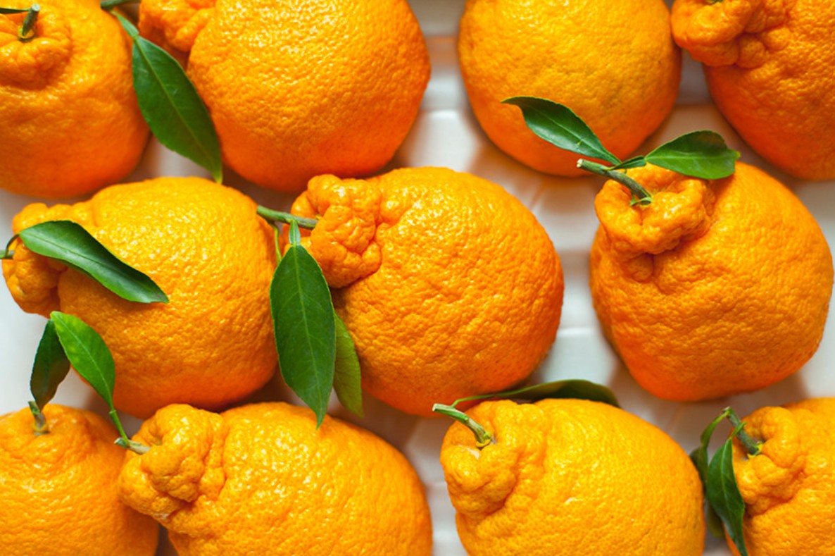 🍊 한라봉, 천혜향, 레드향&hellip; 뭐가 다른지 모르겠다면?