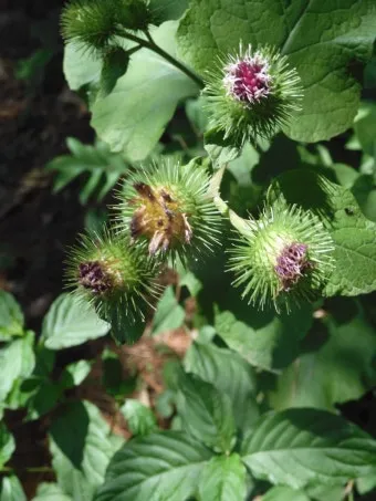 우엉 재배 깊이 갈기 직파 요령 곧게 키우기_3