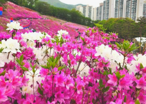 경기도 봄꽃명소