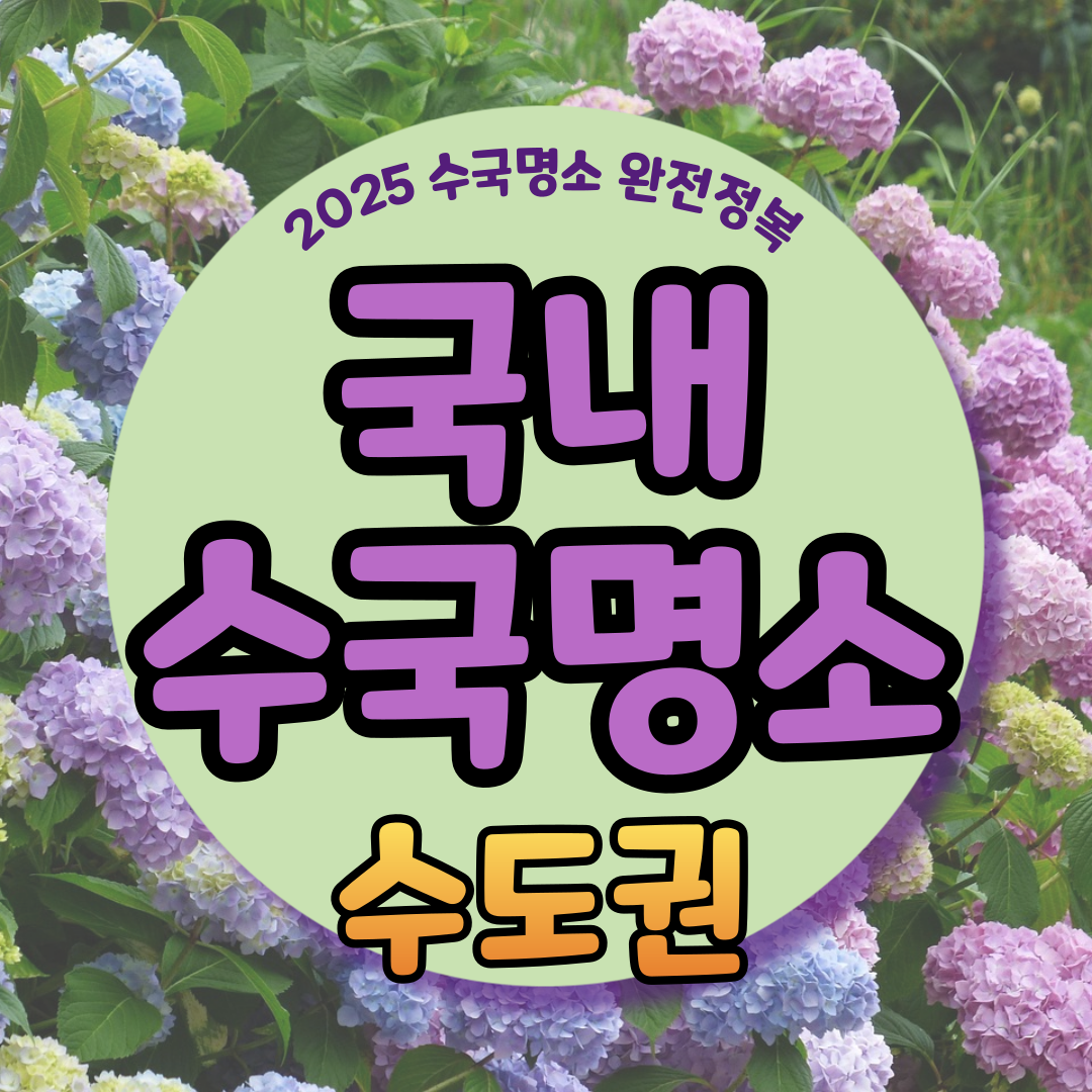 수도권 수국명소 추천 7곳, 도심 속에서 만나는 수국의 향연