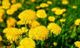 민들레즙은 개인의 건강상태에 따라 다를 수 있으므로 장기간 복용하기전 전문가와 상의가 필요하다