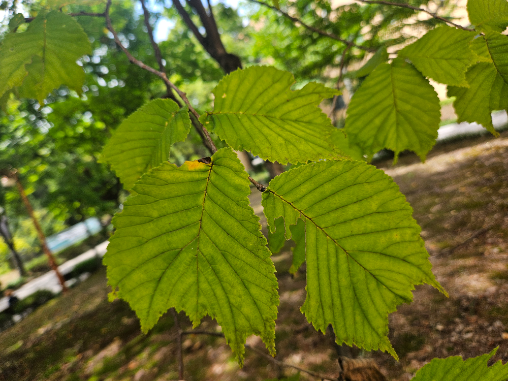 난티나무 잎2