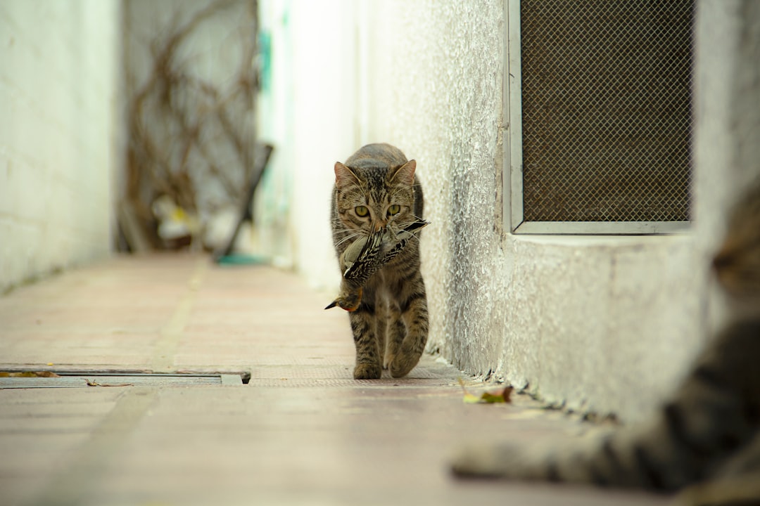 Inspector
