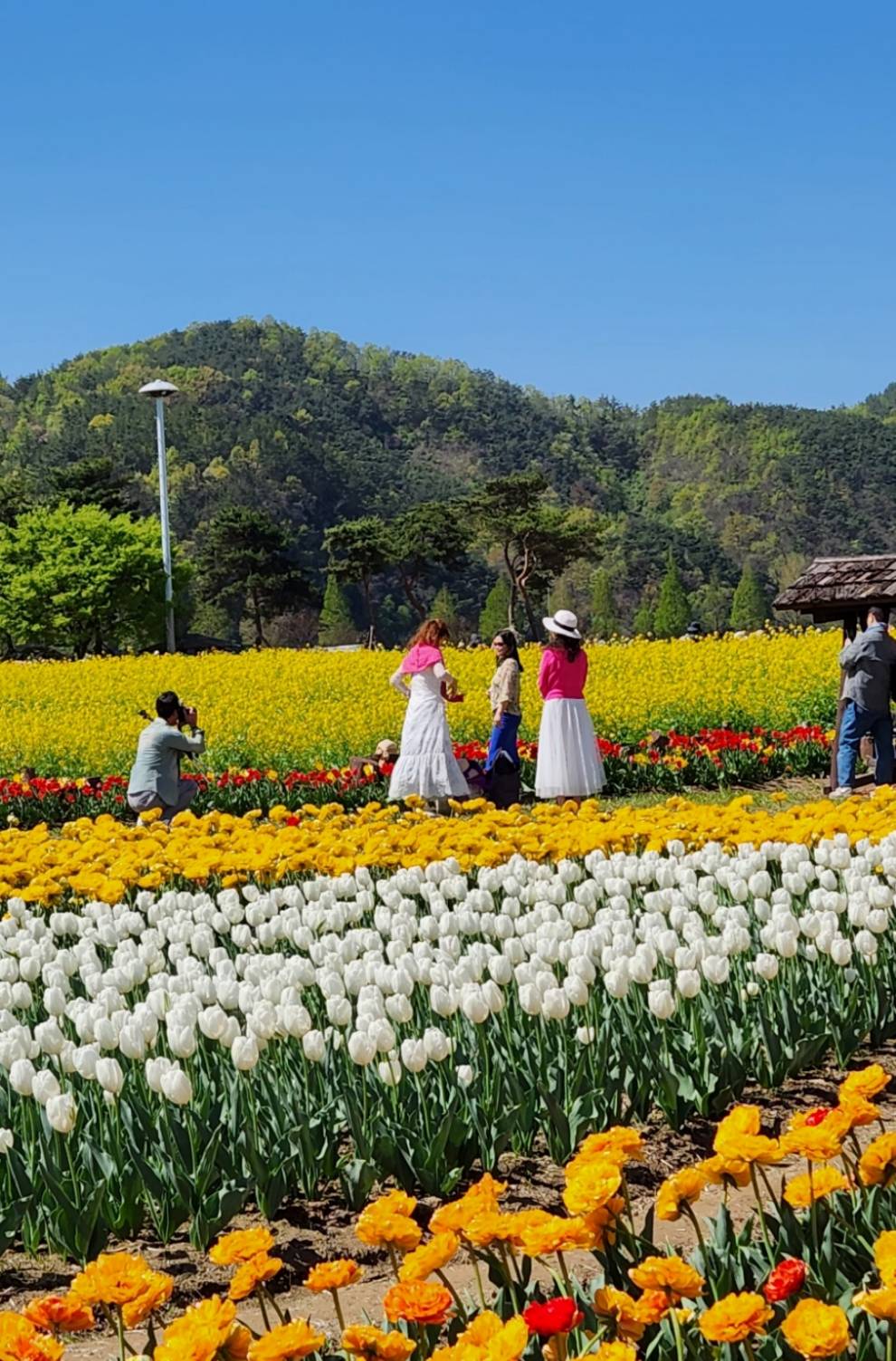 창녕 낙동강 유채축제