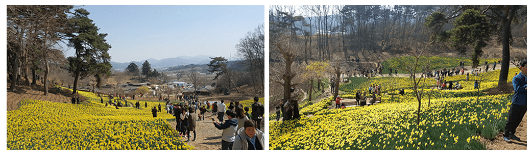 봄꽃여행지추천 4월 충청지역여행지추천