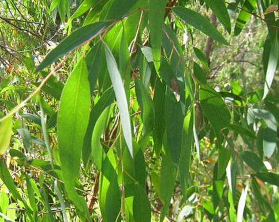 유칼립투스 라디에타