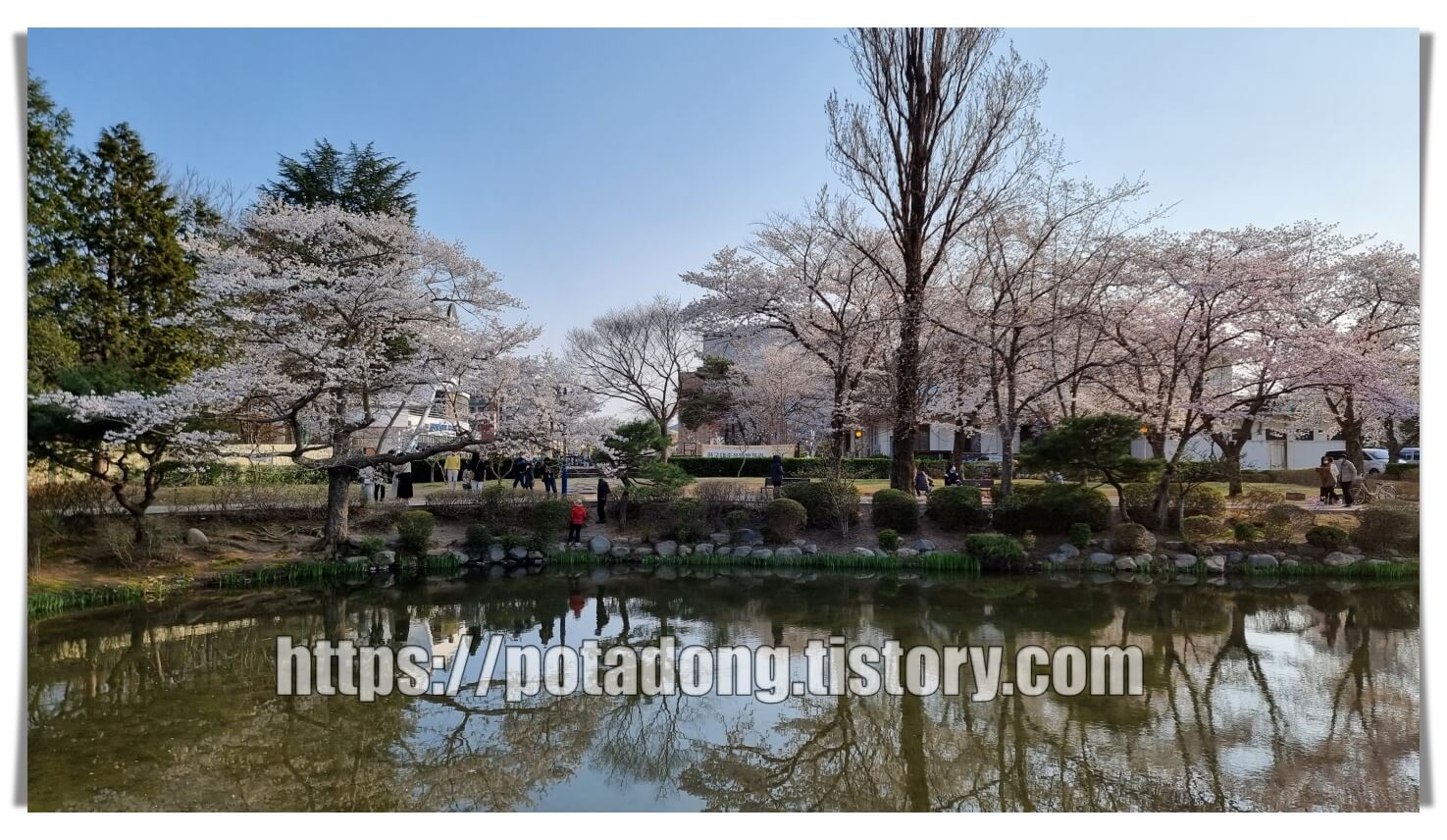 경주 보문정 벚꽃