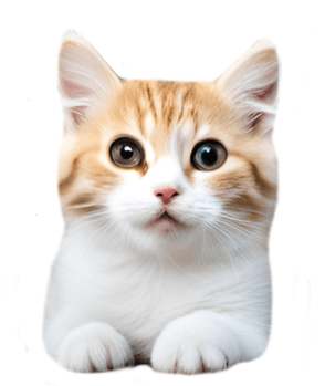 고양이 나이 계산기