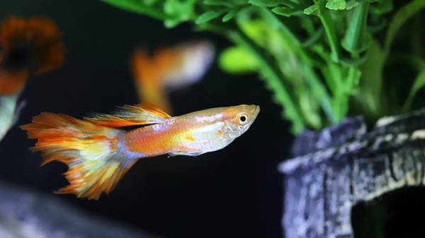 건강한 구피 키우기