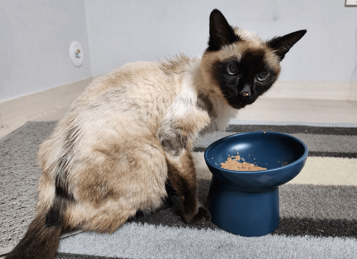 노령 고양이의 영양 요구: 연령별 맞춤형 식이 관리와 보충제