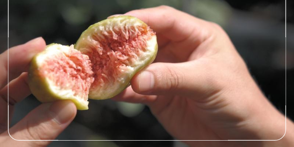 무화과 섭취시 주의사항 2
