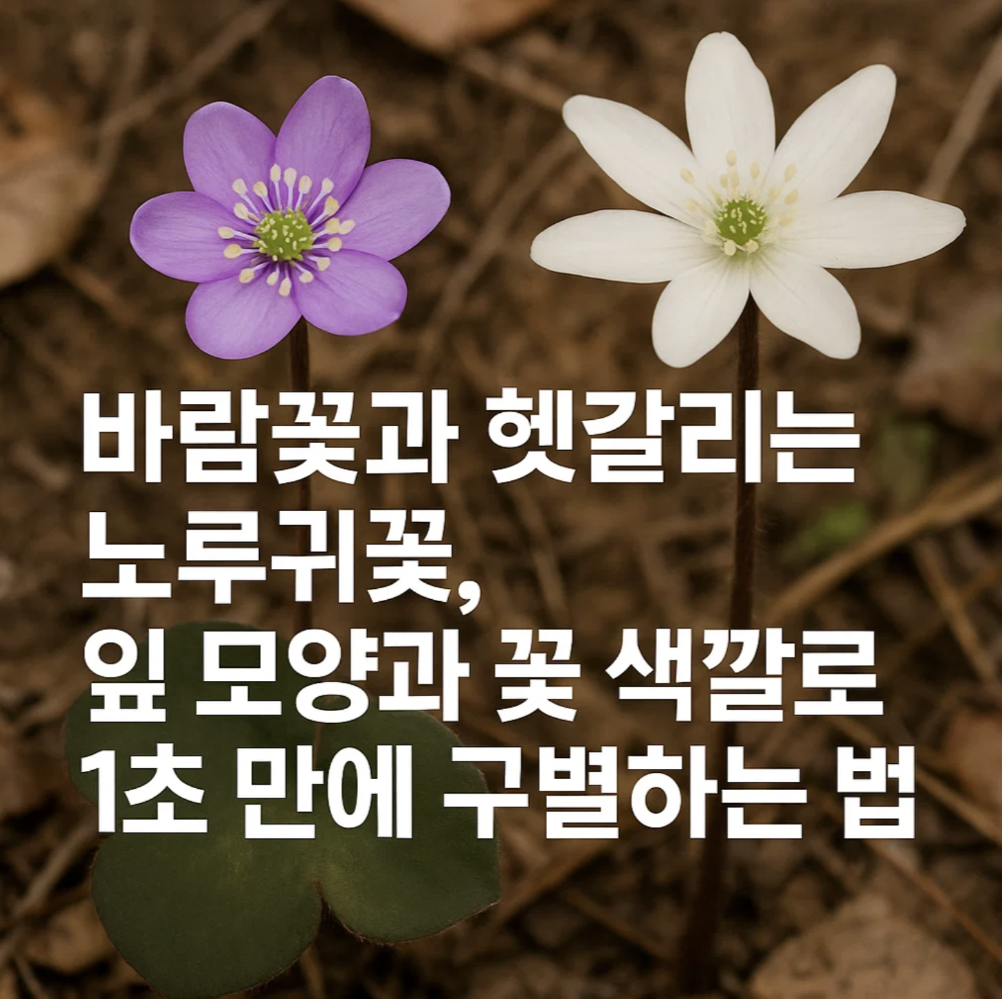 바람꽃과 헷갈리는 노루귀꽃, 잎 모양과 꽃 색깔로 1초 만에 구별하는 법