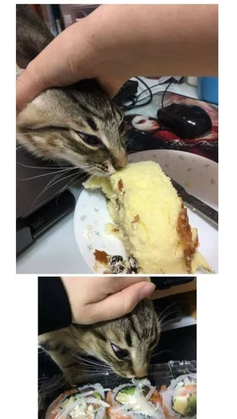 &amp;quot;고양이