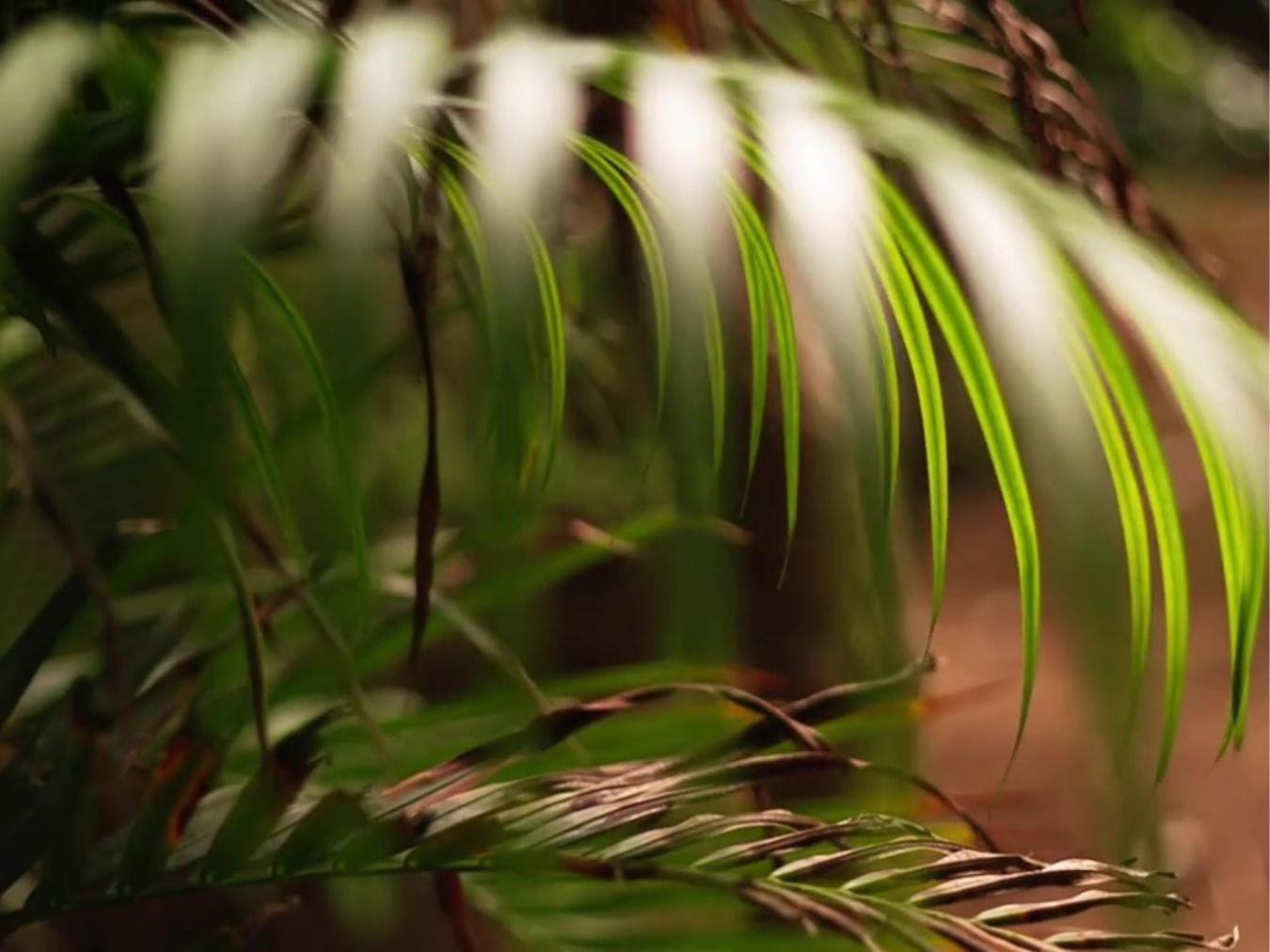 아레카야자 꽃말