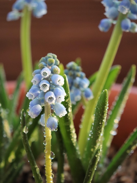 화훼의 수분관리
