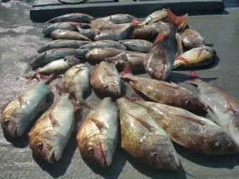 디낚 점주조황 인낚 부낚 어부지리 바다낚시_4