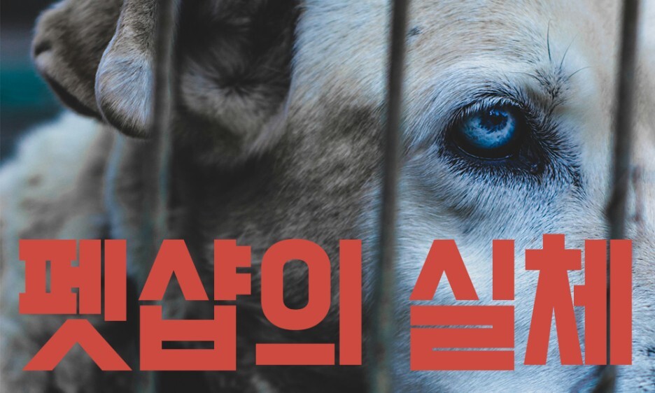 펫샵의 실체