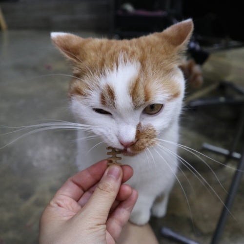 다ㄱ터페트라기호성