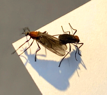 러브 버그 수명 퇴치방법 3가지 &amp;#124; 러브버그 시기 및 러브버그는 익충인가 해충인가? 