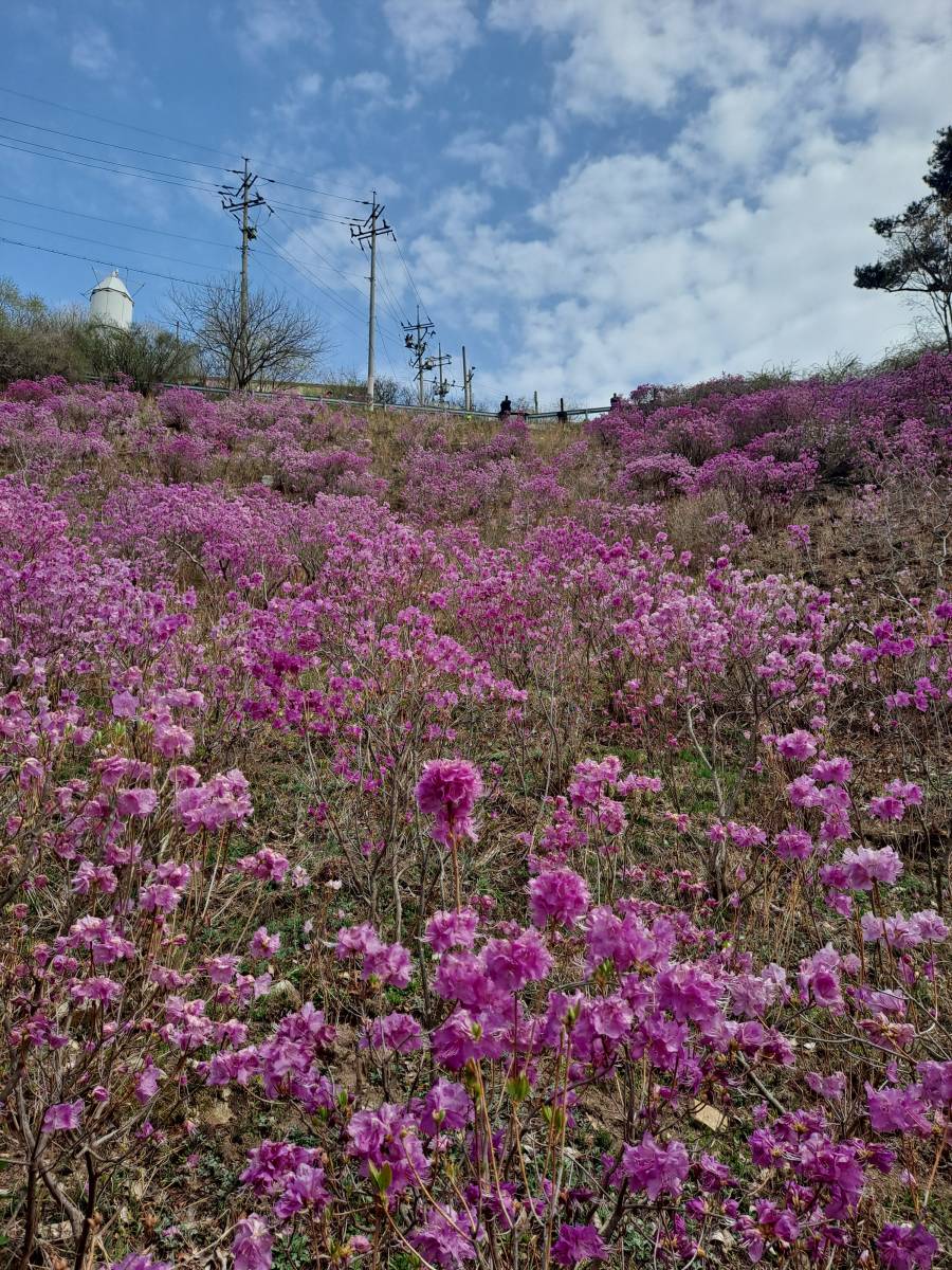 진달래와 하늘