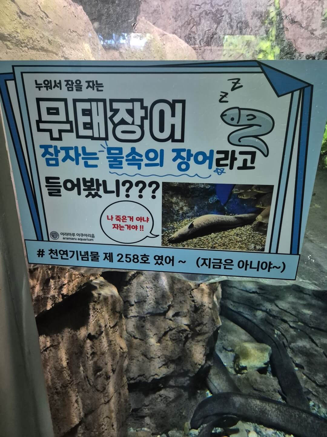 아라마루 아쿠아리움 동물들