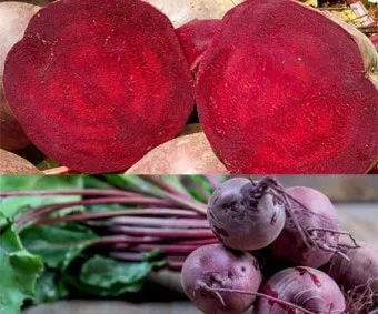 비트 재배 씨앗 불리기 발아 촉진 솎아 내기_9