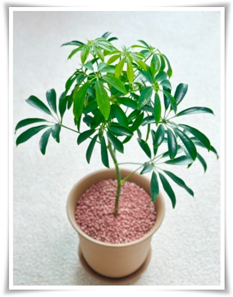 "홍콩야자 키우기" 실내 정원 가꾸기에 매력적인 식물!