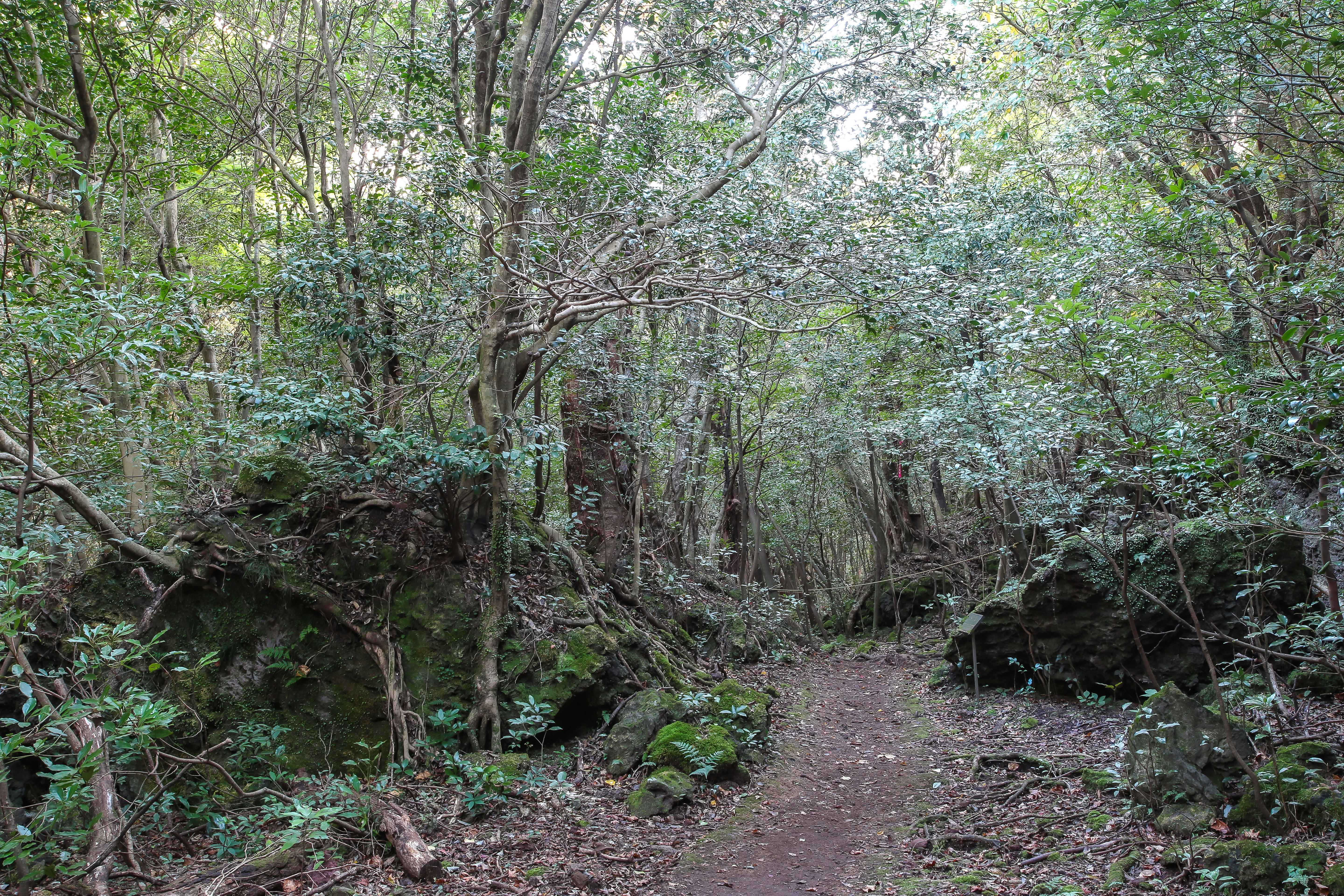 서귀포 치유의 숲 – 지친 몸과 마음을 위한 제주 힐링 명소