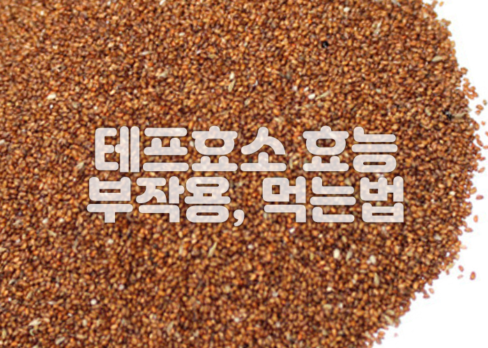 테프효소의 원료가 되는 테프 곡물 이미지