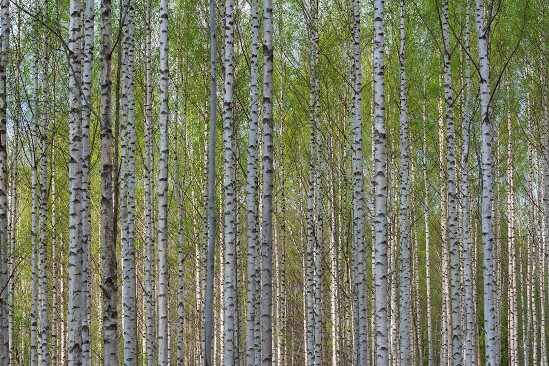 Birch