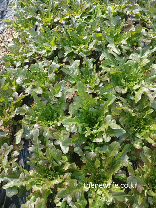 Field of red oak leaf lettuce growing in rows- 줄지어 자라는 적오크 상추 밭