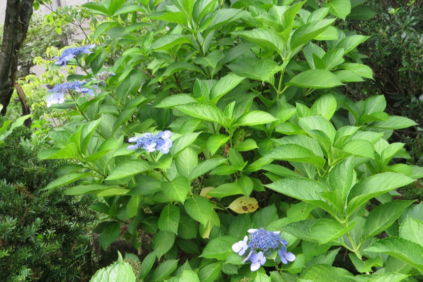 특색 있고 아름다운 민간 정원 30선 추천 여행 - 14. 고성 그레이스 정원