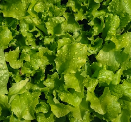 양상추 효능 부작용 고르는법 칼로리