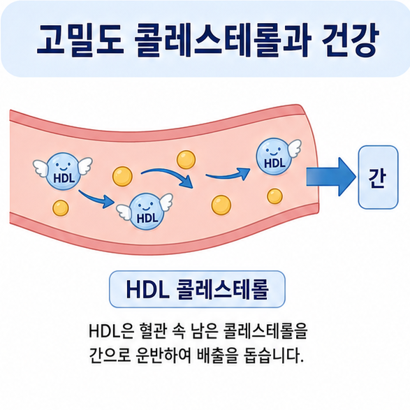 혈관 속 HDL이 콜레스테롤을 간으로 운반하는 모습을 단순한 도해로 표현한 고밀도 콜레스테롤 이미지
