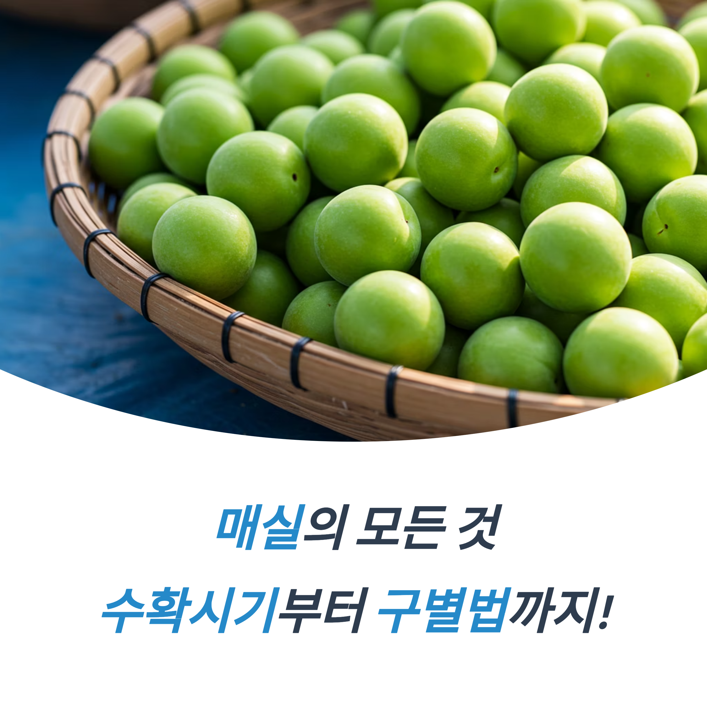 매실 수확시기와 제대로 익은 매실 구별법