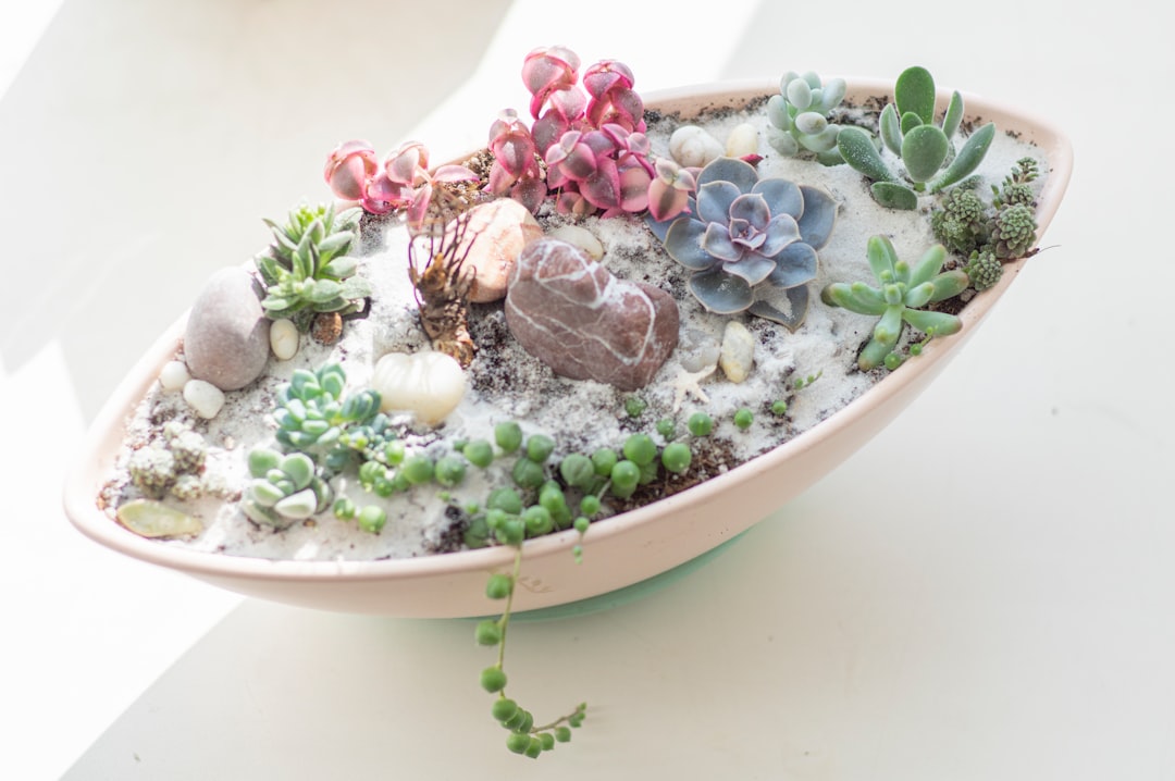 Succulent
