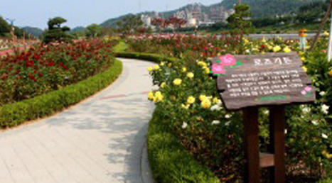 삼척 장미축제