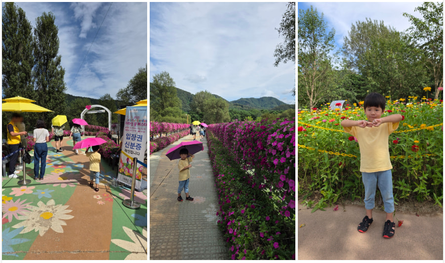 자라섬 (2025 꽃 페스타)