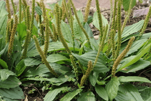 차전자피의 효능10