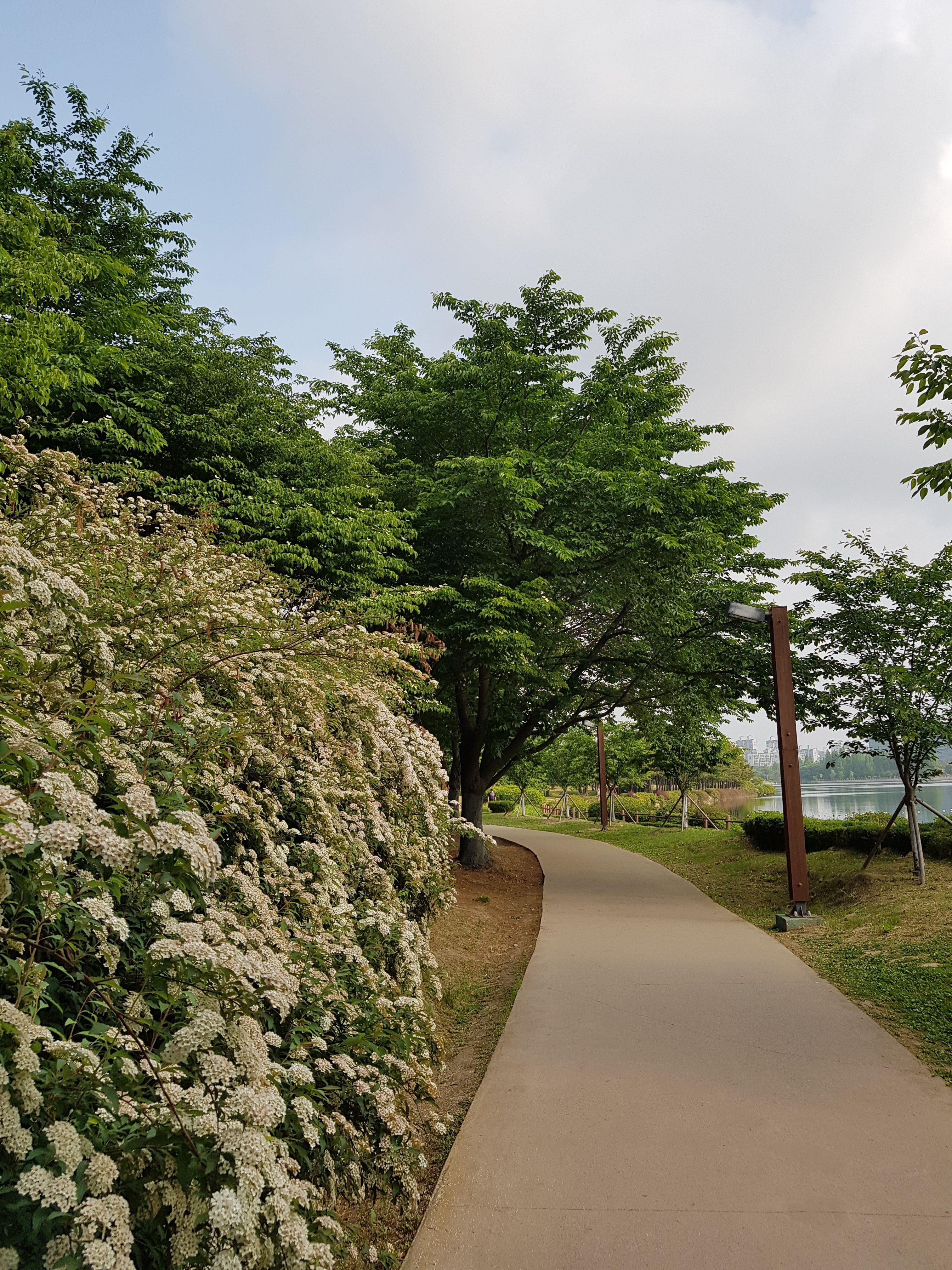 일산 호수공원 풍경8
