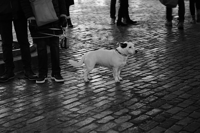 비 오는 날 배변 유도법 [실외견, 훈련, 방수팁] 관련 사진