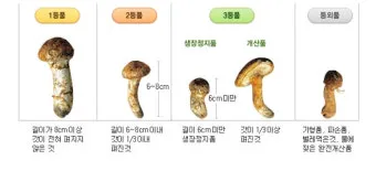 송이버섯 먹는법 요리법을 정리_6