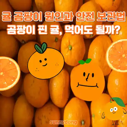 귤 곰팡이 원인과 안전 보관법, 곰팡이 핀 귤, 먹어도 될까 썸네일