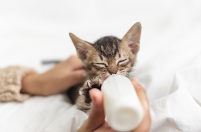 우유를 마시는 아기 고양이