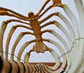 콜라겐 효능과 부작용 저분자 섭취 방법